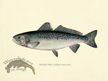 Trout - Speckled